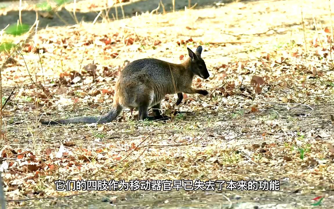 暴君鼻行兽,用鼻子行走的奇异动物哔哩哔哩bilibili