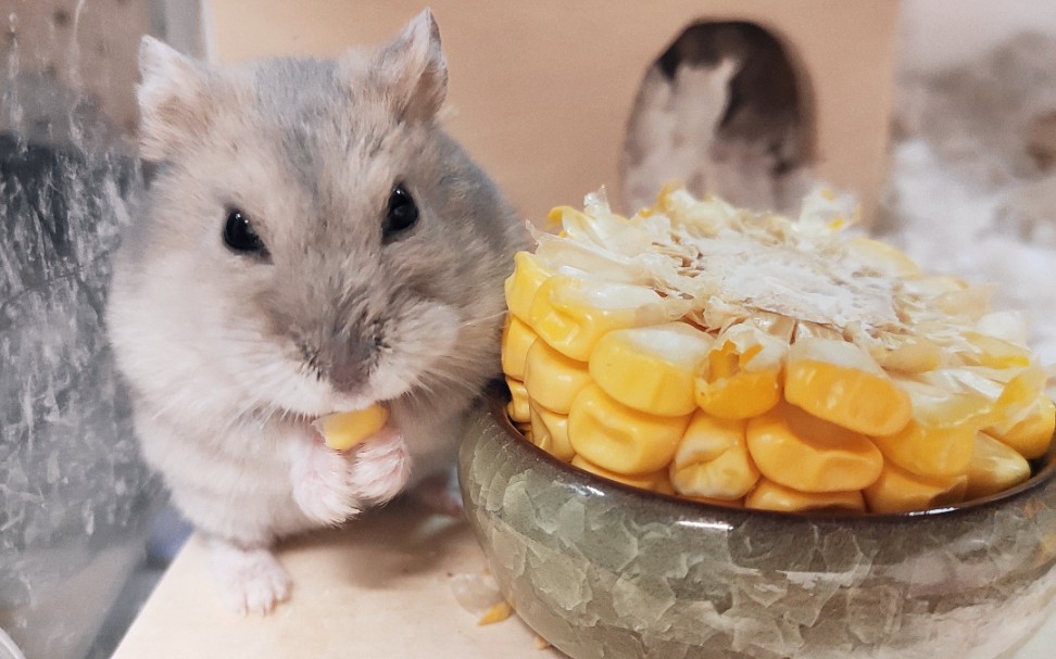 【大名仓臭臭】仓鼠吃货播~啃玉米嘎吱脆