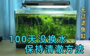 Descargar video: 约100天没换水鱼缸，保持水体清澈，我的经验方法分享