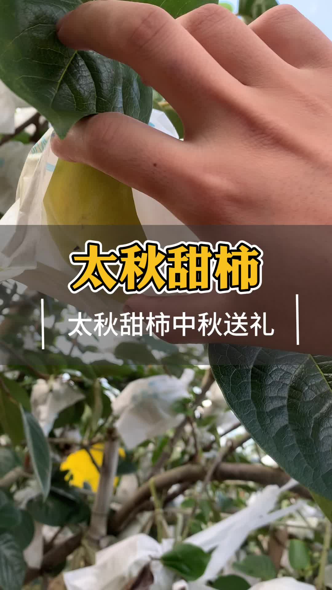 中秋送礼选什么水果?哔哩哔哩bilibili