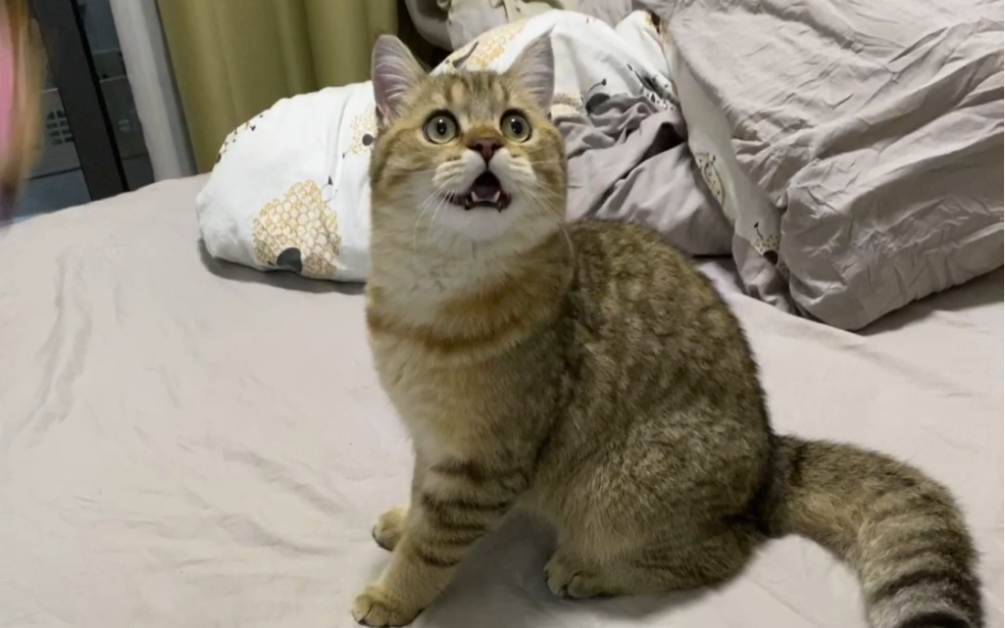 【咕噜肉】小猫咪阿巴阿巴