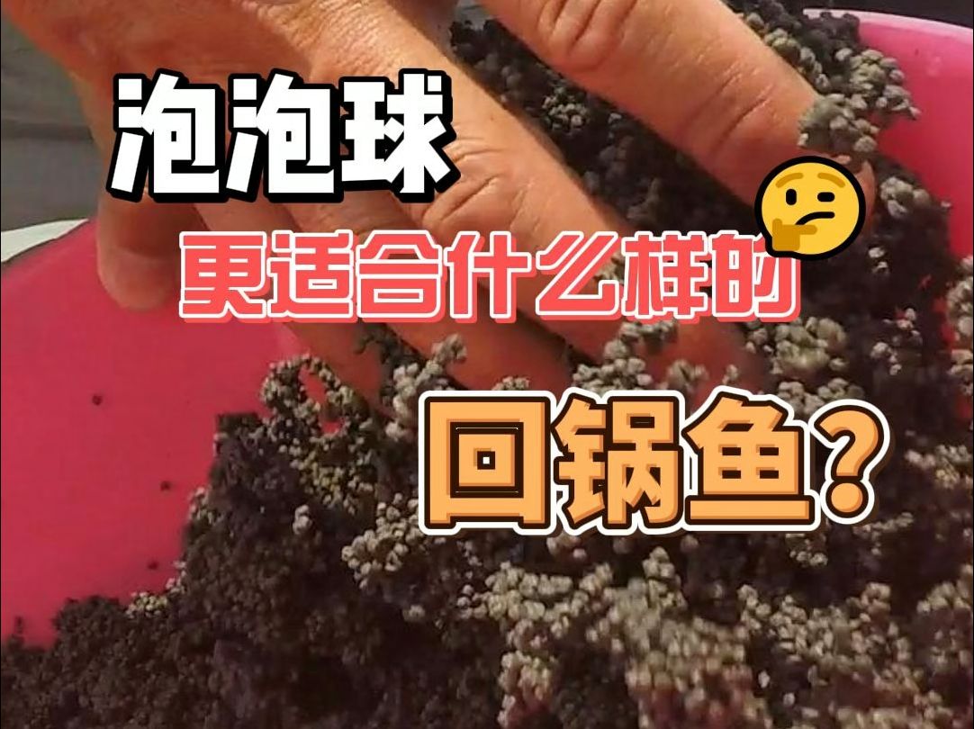 泡泡球适合什么样的鱼?哔哩哔哩bilibili