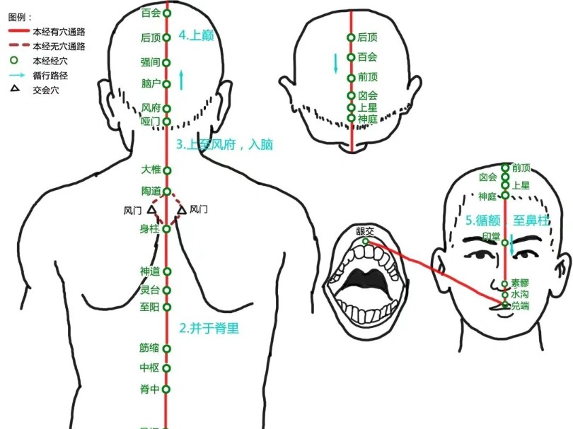 奇经八脉之督脉的循行(一)哔哩哔哩bilibili