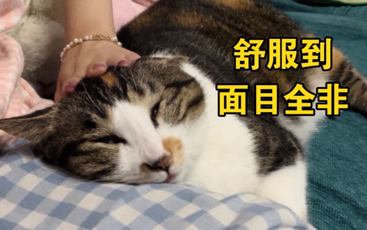 [图]搓猫头真的是太解压了！猫也很享受，恨不得每天搓一百下