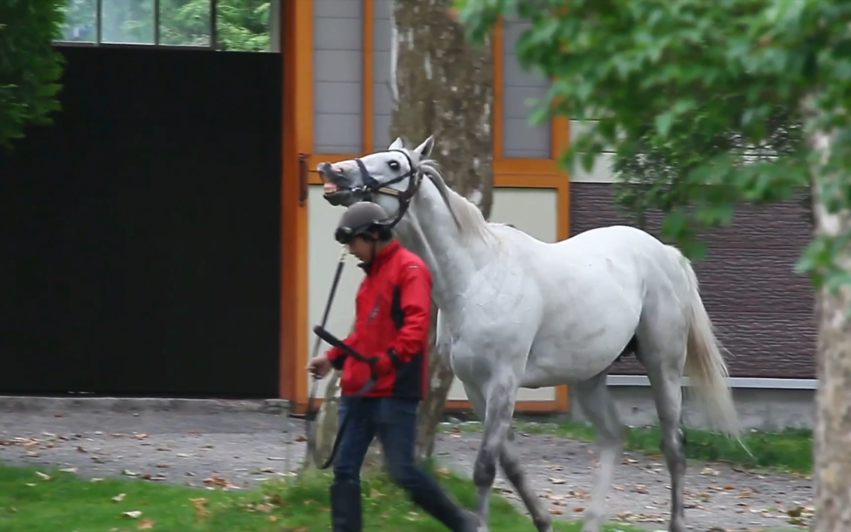 配种结束的黄金船还不忘向拍照的人炫耀一下自己的长度_哔哩哔哩_bili