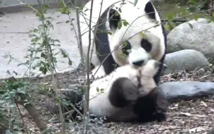 Скачать видео: 大熊猫昭美妈妈说，她教孩子们的都是野外生存技能！【大熊猫昭美，伦辉，金宵】