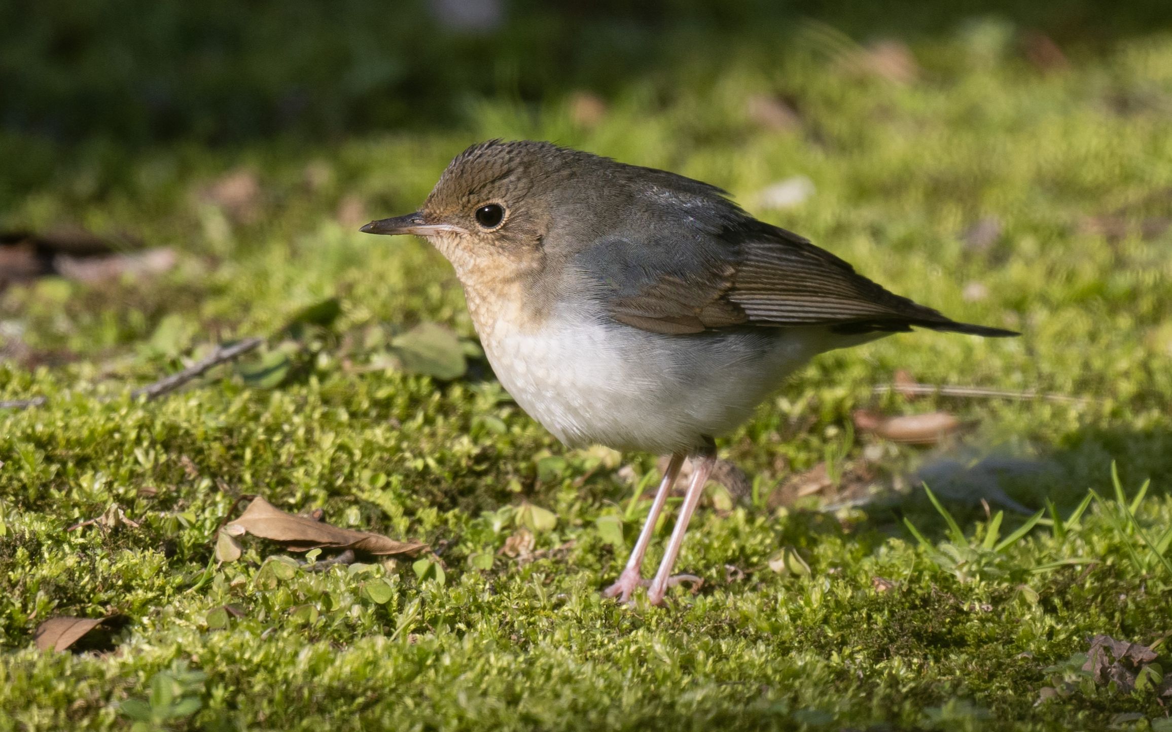 蓝歌鸲的西班牙舞