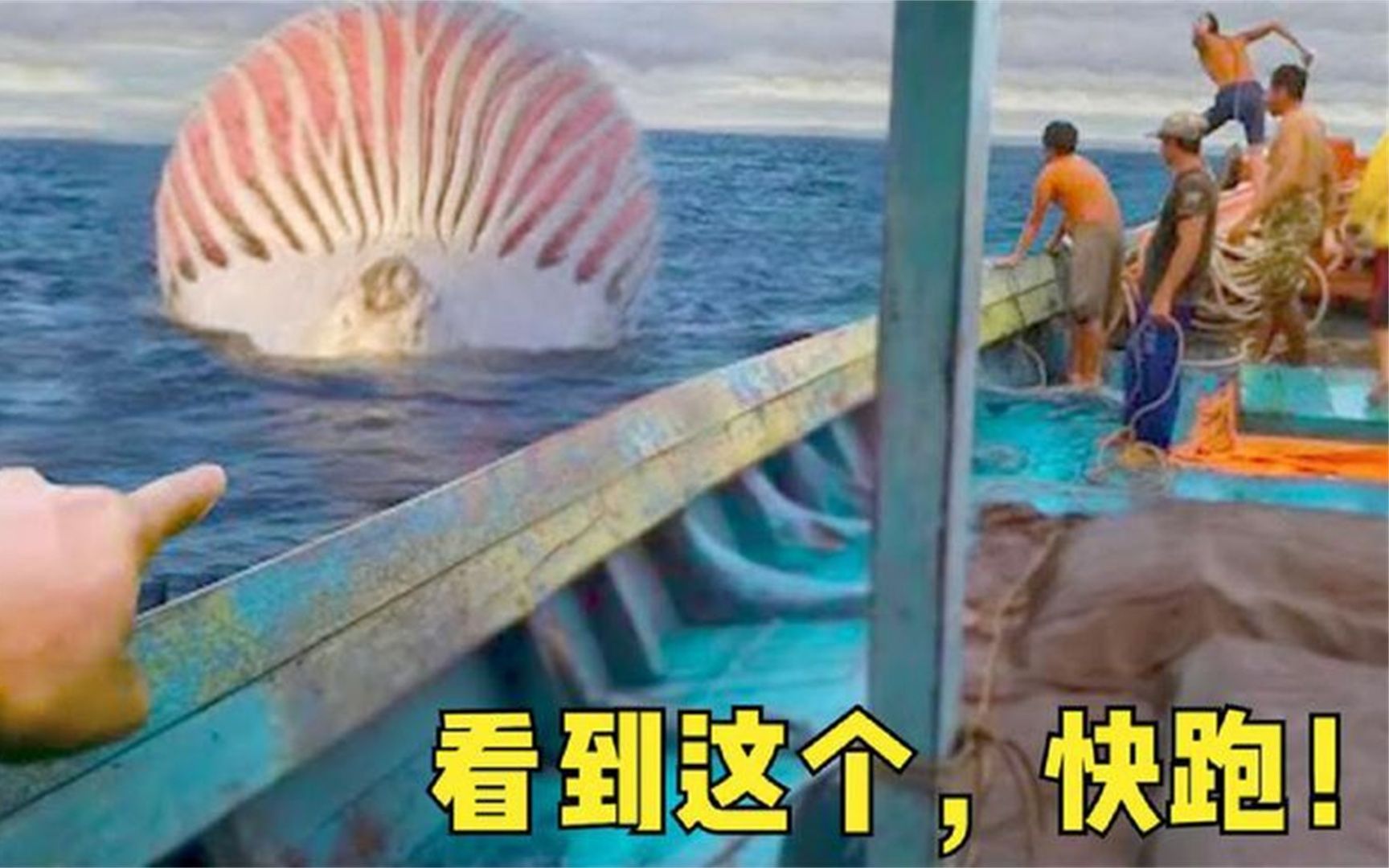 [图]6个危险的海洋生物，海洋巨物座头鲸，看到赶快远离！