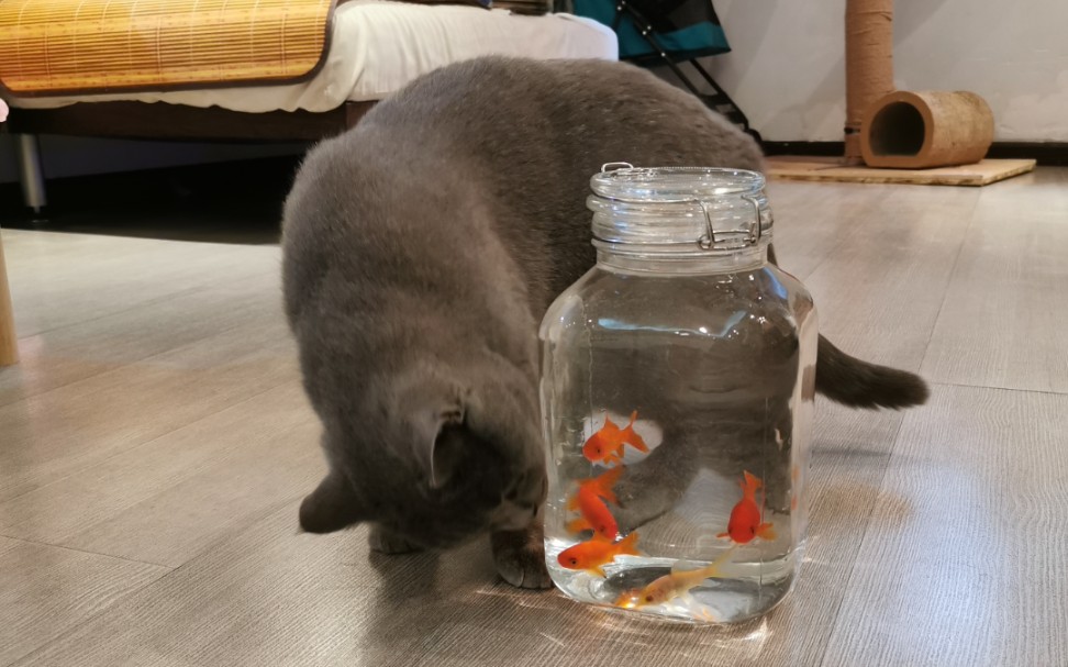 永动猫!_哔哩哔哩 (゜-゜)つロ 干杯~-bilibili