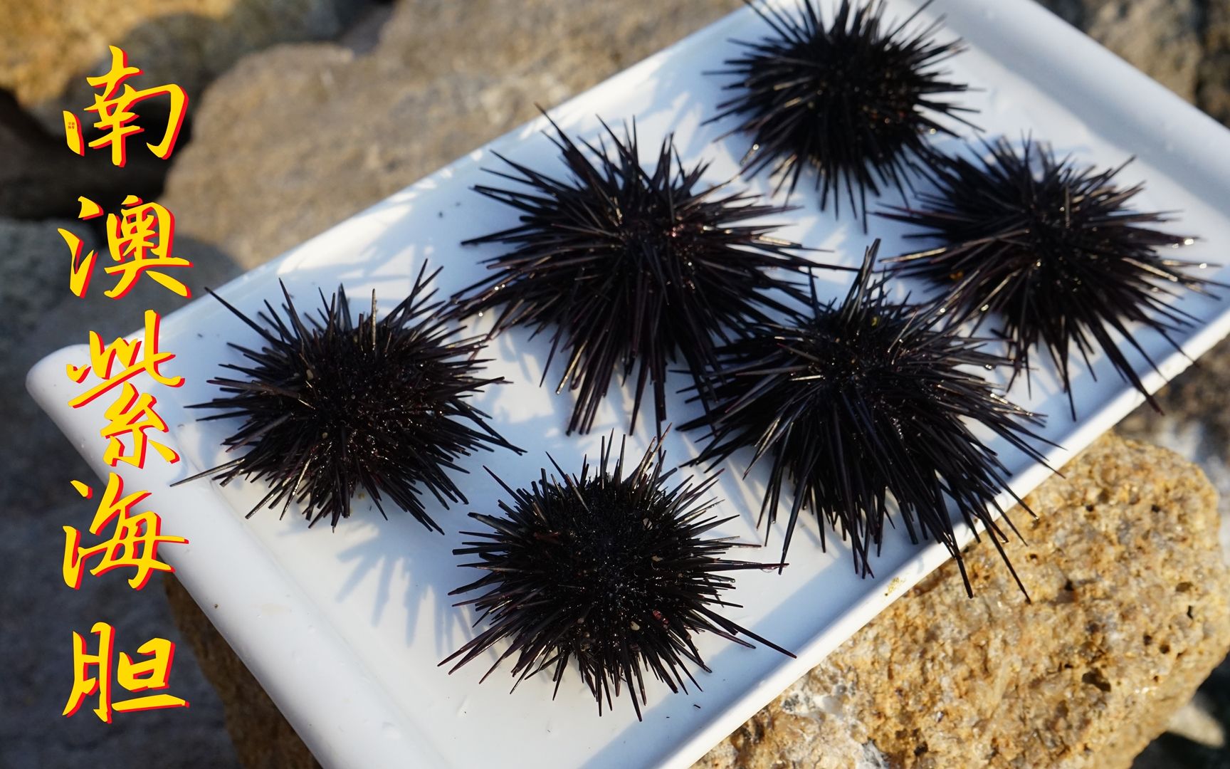 海南的海胆那么贵,辉哥登上无人岛捡海胆,做一顿海胆大餐