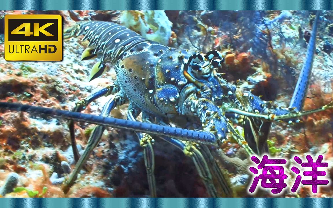 [图]⚜4K超清⚜《海洋》奇妙的海洋生物〃带有『试音吉他-HQCD』纯吉他音乐的海洋动物电影