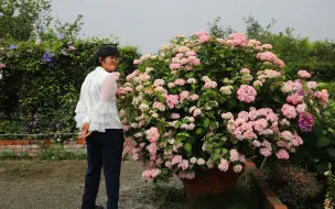 花手鞠能开多少花 三加仑一年上百朵 哔哩哔哩 つロ干杯 Bilibili