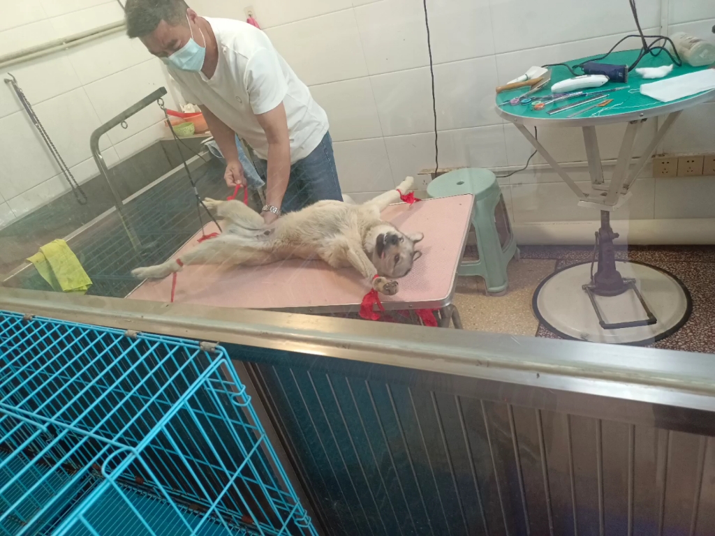 狗子大了~带去阉了
