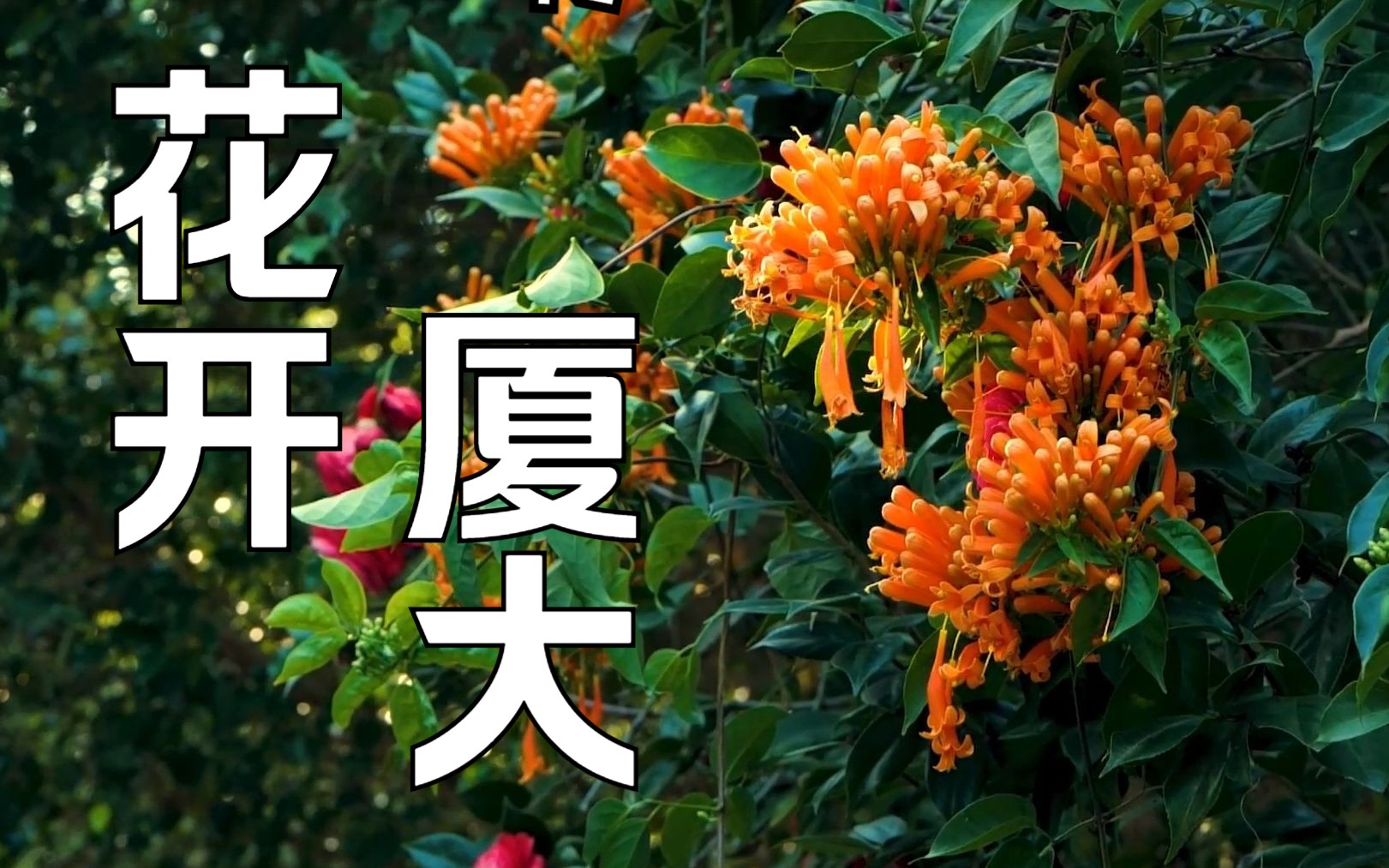 [图]厦园光景 | 时移花梦醒，旖旎作春妆。遍寻春无处，厦园满径芳。