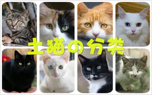 Descargar video: 【科普】超详细！土猫の分类最全攻略！适合新手养の土猫类别推荐！猫奴必收藏！