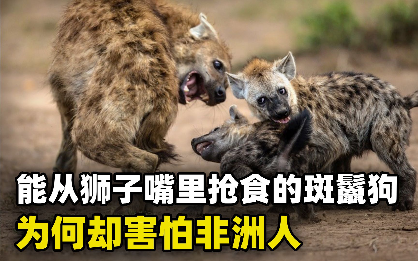 战斗力很强的斑鬣狗,为何会被非洲人强制街头卖艺,不服打到服?