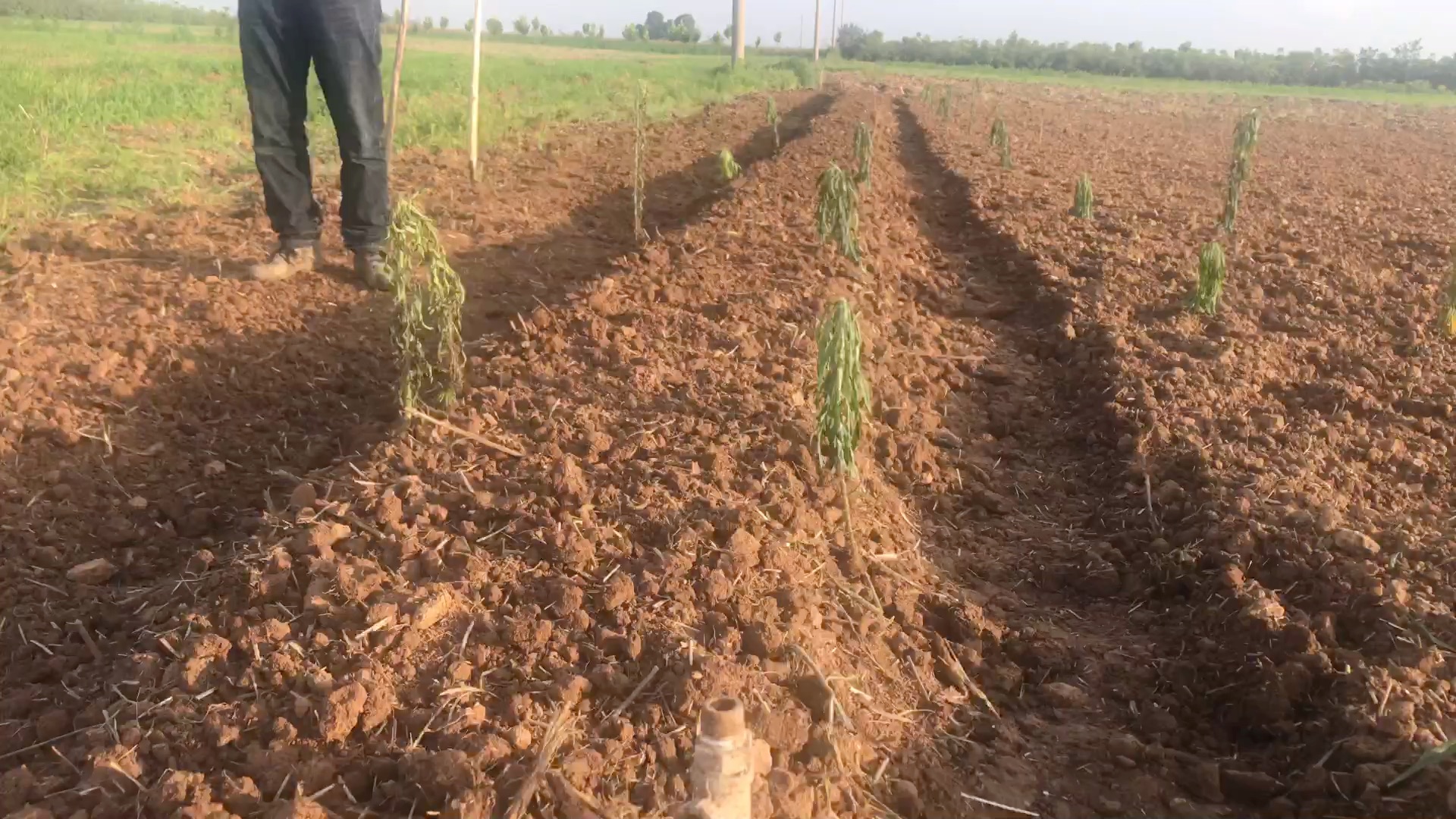 菜地起垄 第1天