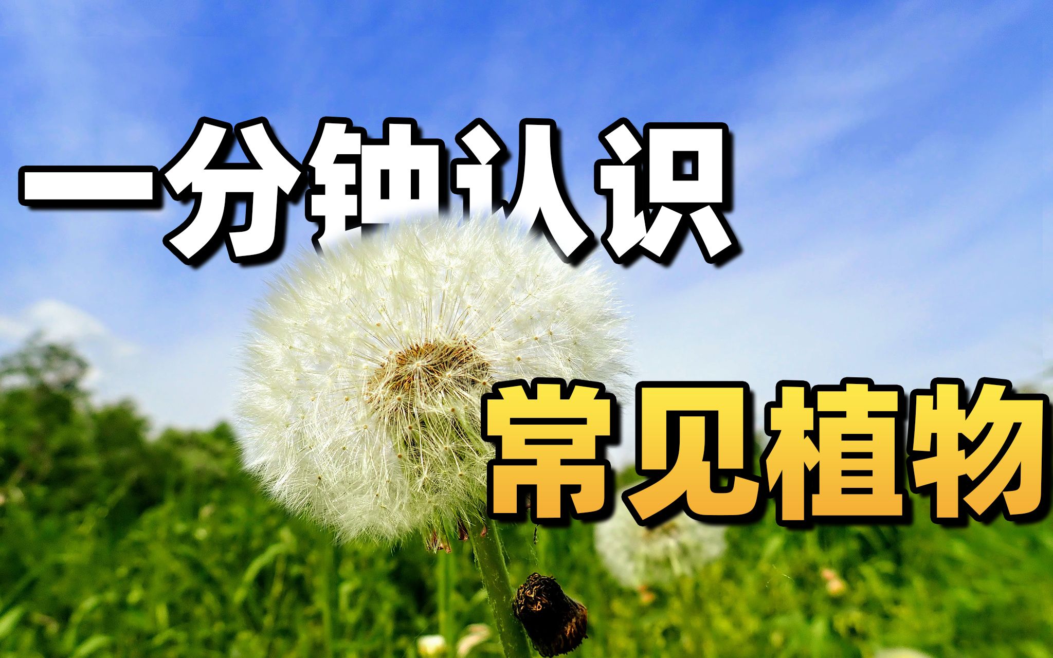 [图]小时候经常见到又叫不上名的植物，现在终于知道叫啥了！