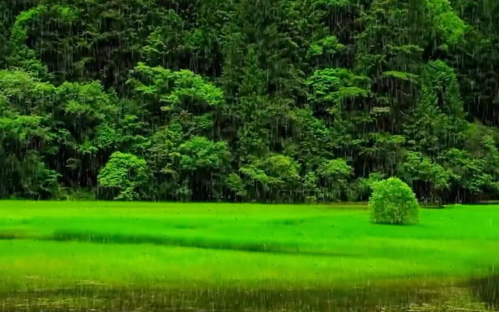 [图]【雨声】空山新雨后 ，天气晚来秋，喜欢好看的风景，更喜欢下雨的森林