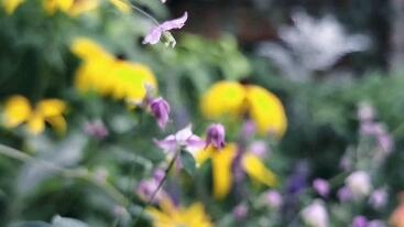 如梦如幻的宿根草花 唐松草 哔哩哔哩 Bilibili