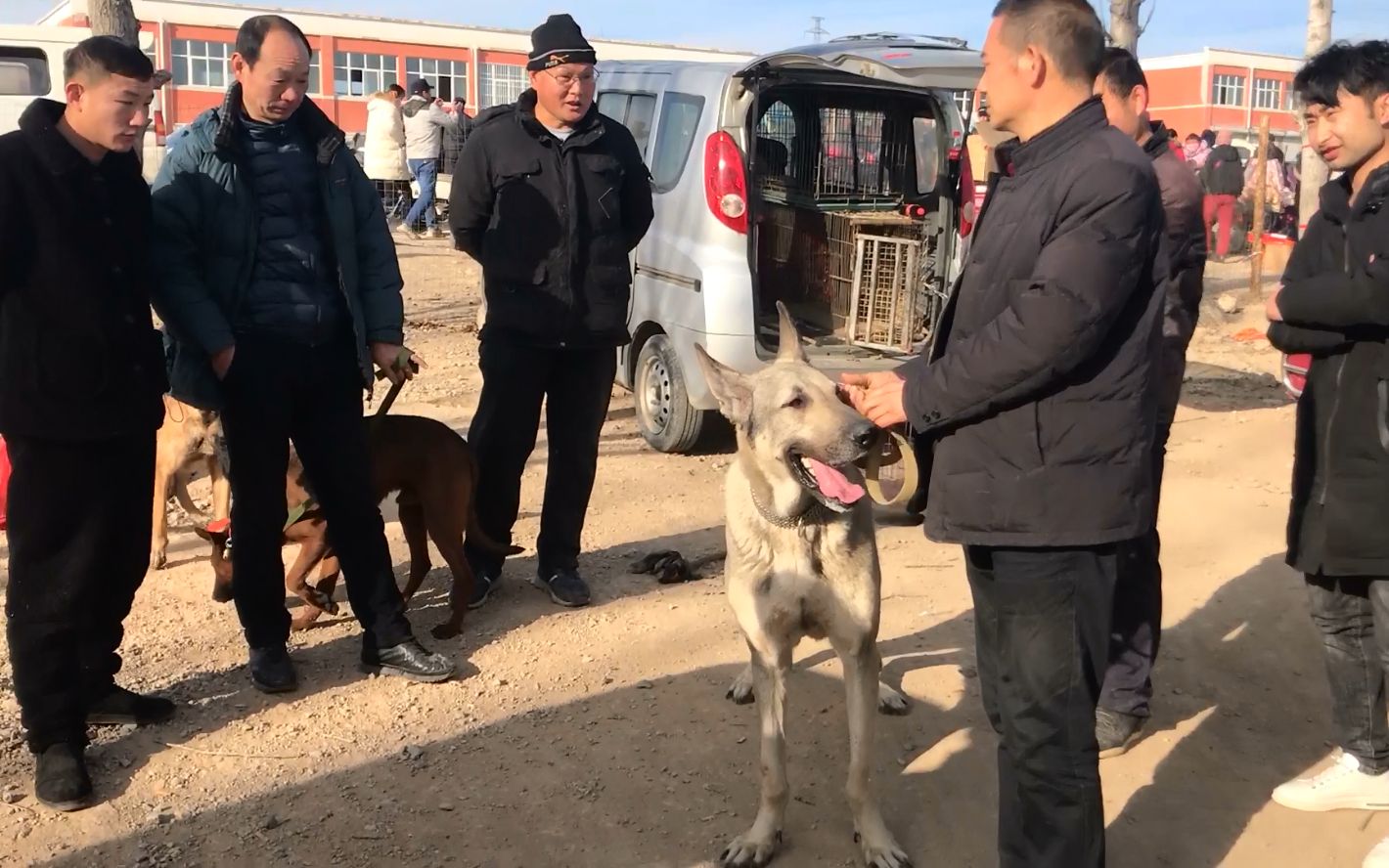 实拍焦作农村狗市,150斤重的狼青犬,你猜收狗的出多少钱?哔哩哔哩bilibili