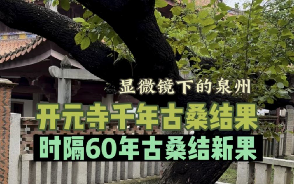 时隔60年,泉州开元寺千年古桑结新果哔哩哔哩bilibili