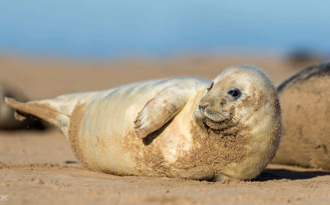 [图]【9分高分 动物科普】 350集 《Animal Wonders 动物奇观》