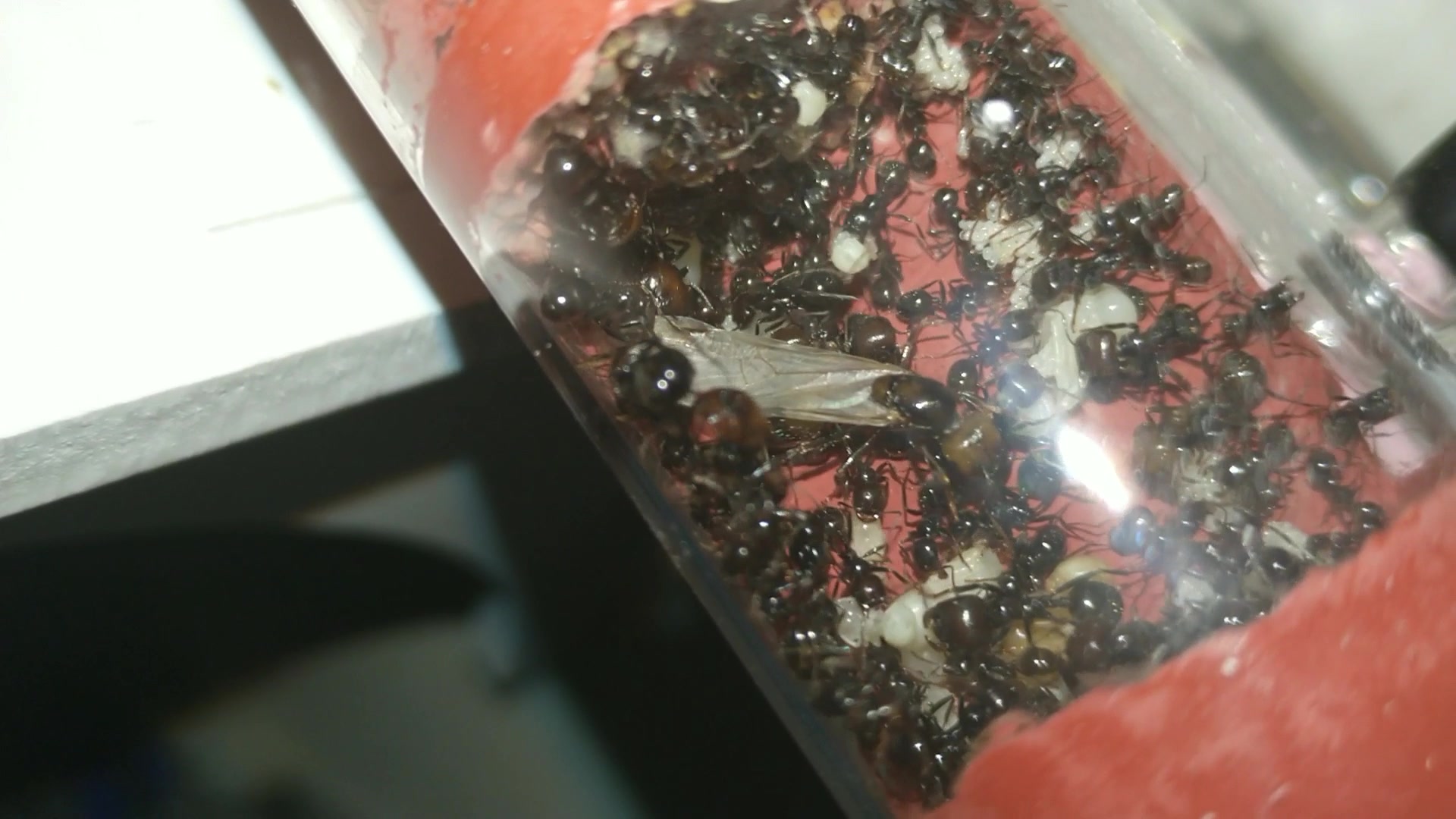 活动  原生野蛮收获蚁出公主了