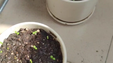 紫罗兰种子发芽了,希望店家没给错花种