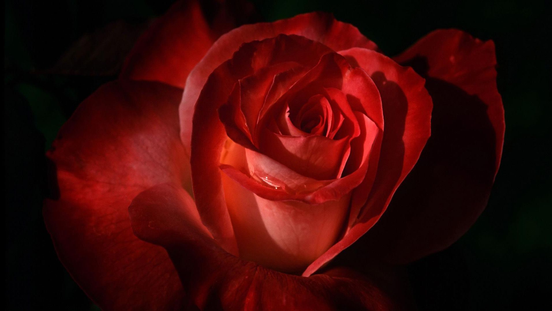 【太鼓达人虹版 国行】red rose evangel(红玫瑰之福音) 1可 耻辱下播
