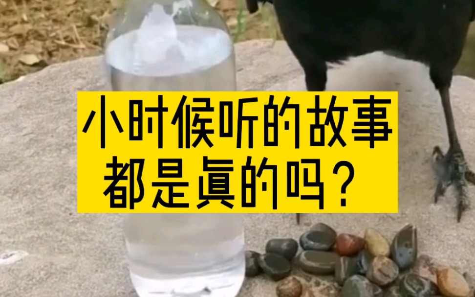 [图]小时候听的故事是真的吗？乌鸦喝水 猴子捞月亮 小蝌蚪找妈妈 遇熊爬树