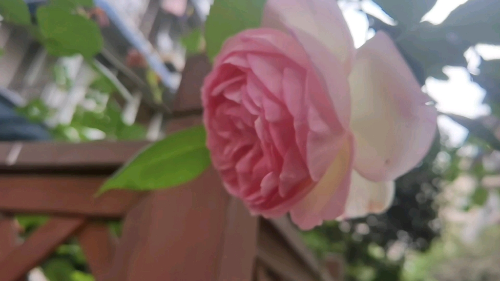 [图]初夏花园里的花