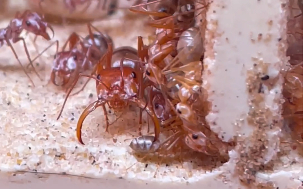 银丝箭蚁换了自制的大巢 感觉良好.