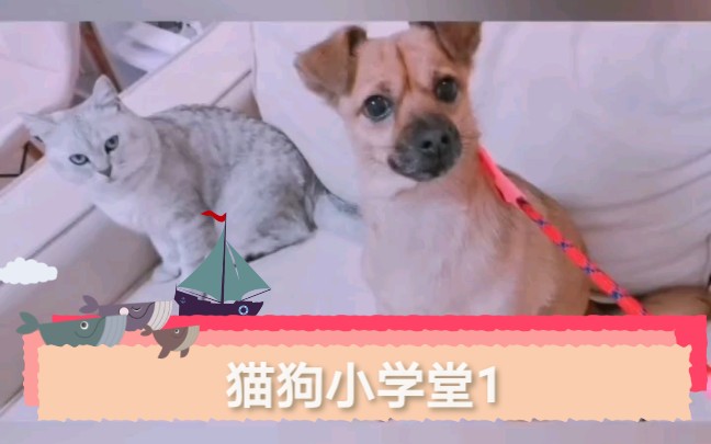 猫狗小学堂第一集:美姿美仪训练哔哩哔哩bilibili