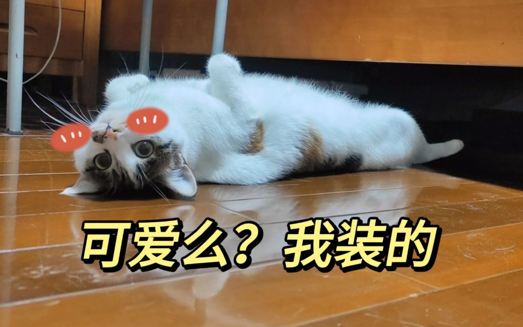 【猫咪】糖糖,从软萌到邦邦邦