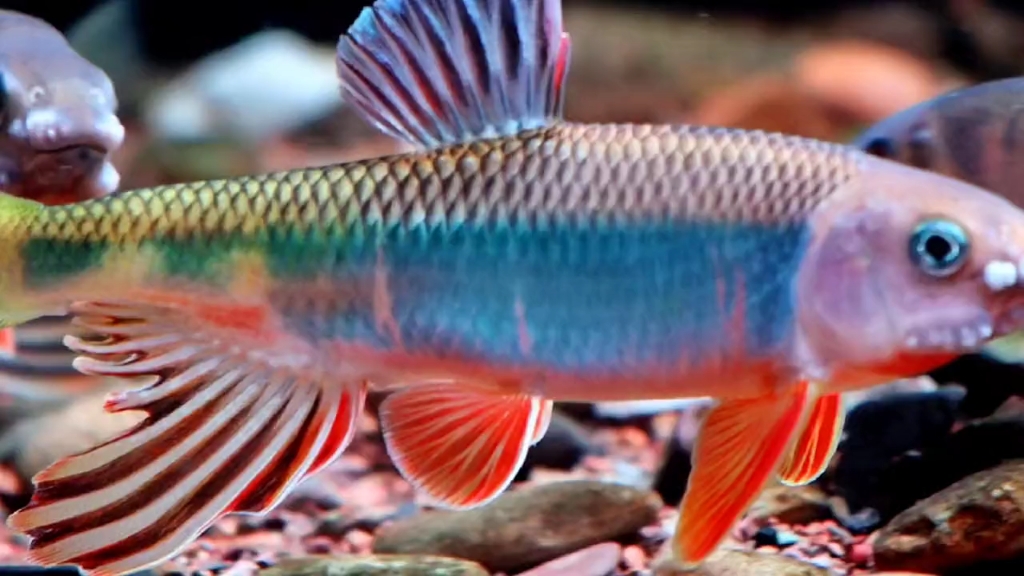 宽鳍鱲就是看这个状态