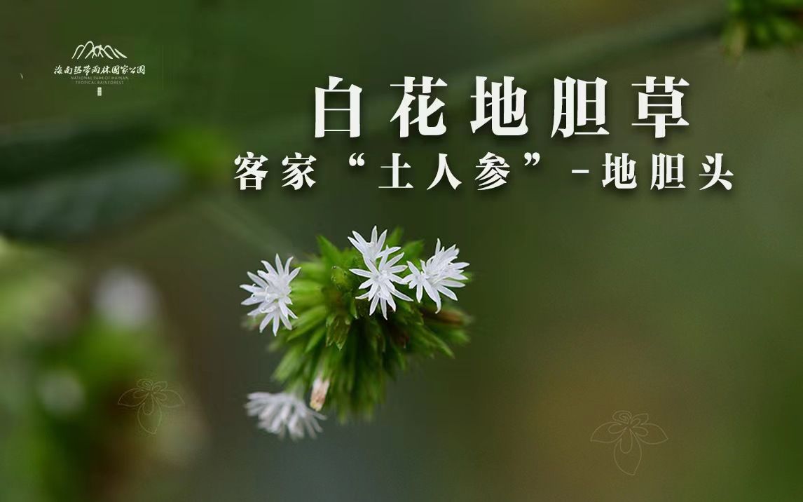 植物篇:白花地胆草 | 海南热带雨林国家公园科普视频系列哔哩哔哩bilibili