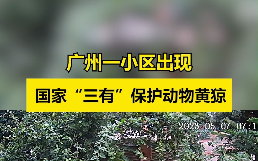 广州一小区出现国家“三有”保护动物黄猄哔哩哔哩bilibili