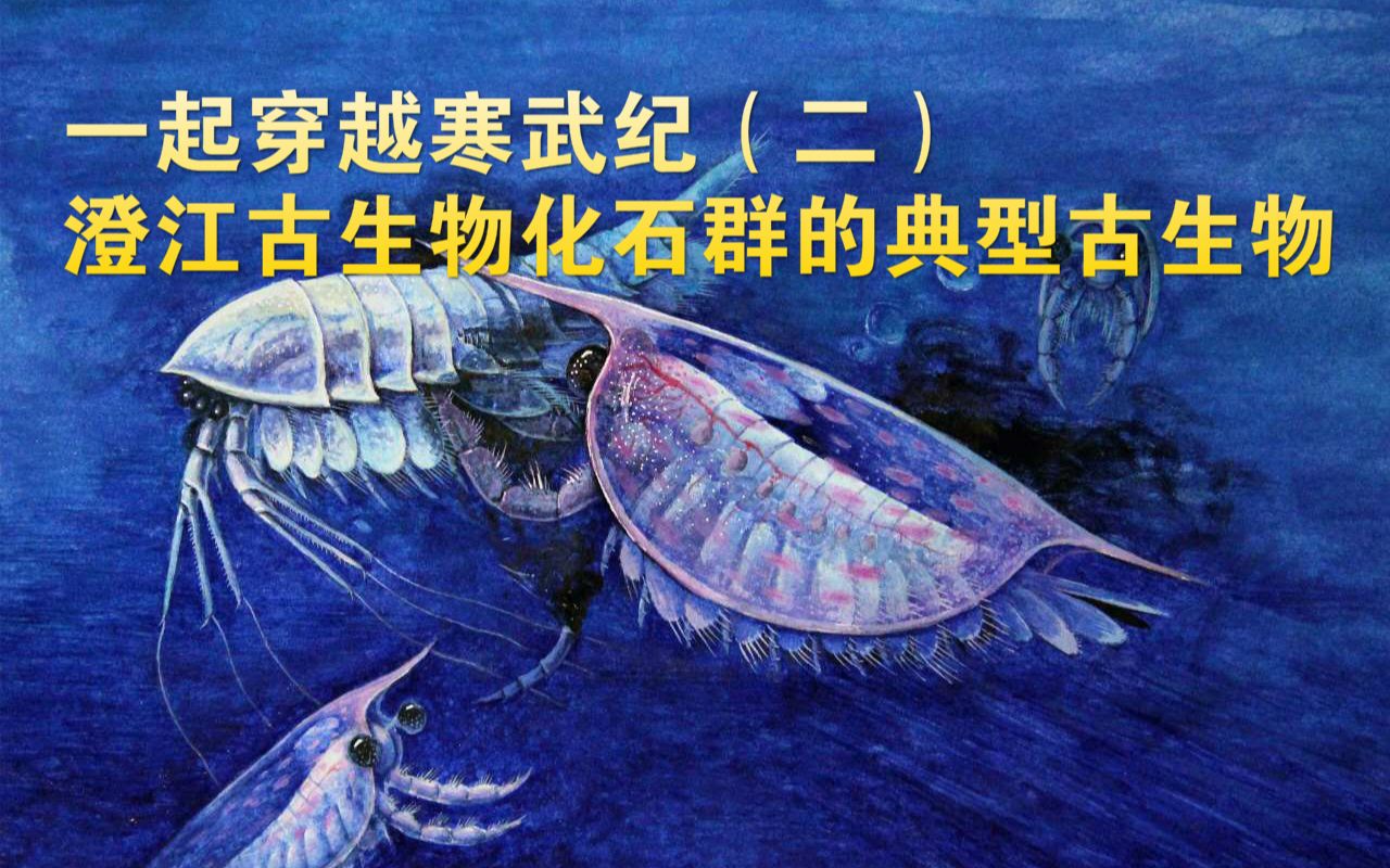 [图]一起穿越寒武纪（二） 澄江古生物化石群之——昆明鱼、怪诞虫、等刺虫和古蠕虫