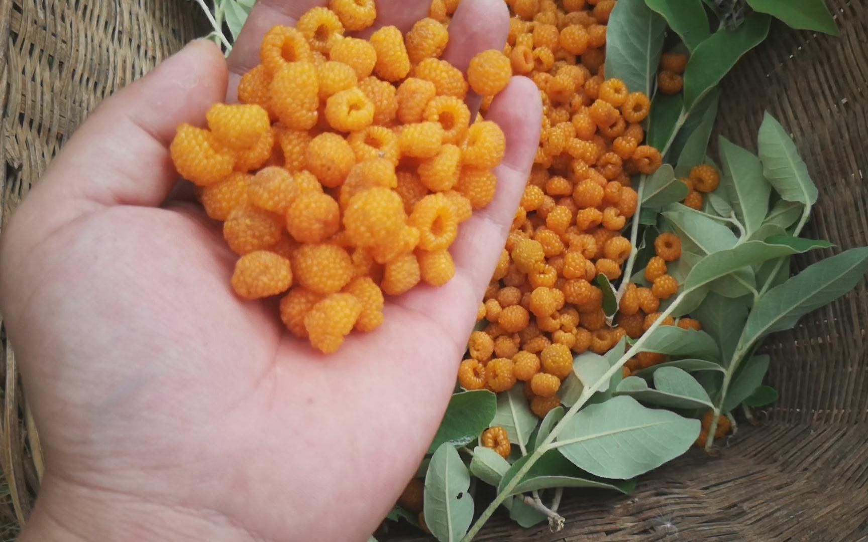 云南山里的野果熟了带你去看看,摘几十斤都没问题