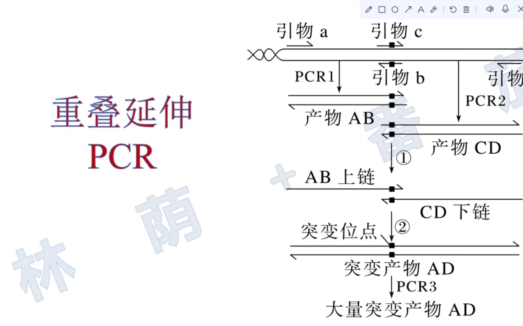 pcr技术图解引物延伸图片