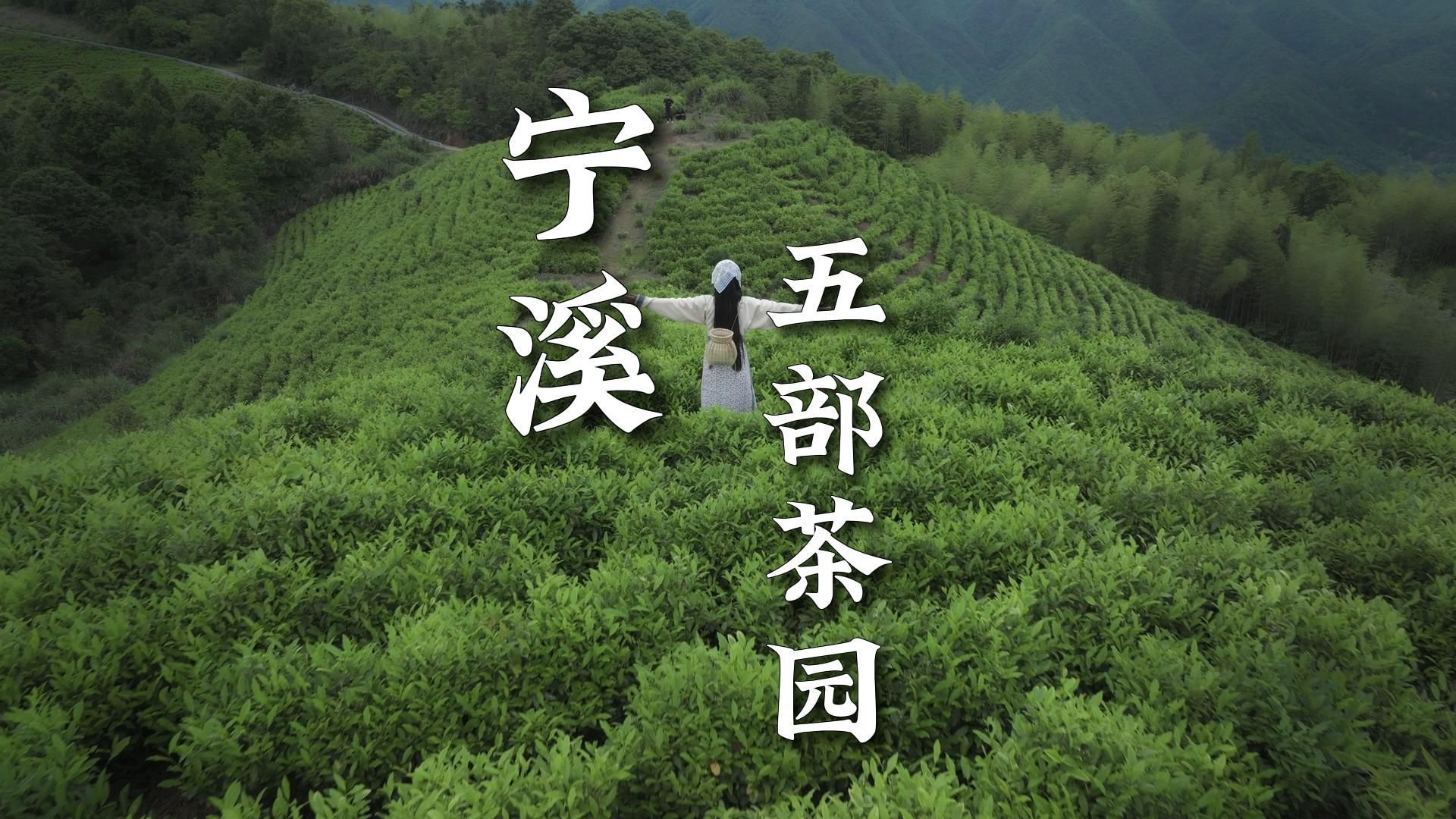 台州初夏 探访黄岩宁溪五部茶园