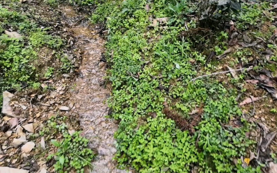 [图]小伙在茶山上不采茶叶，却跑去找小河沟的水源？还真被找到了