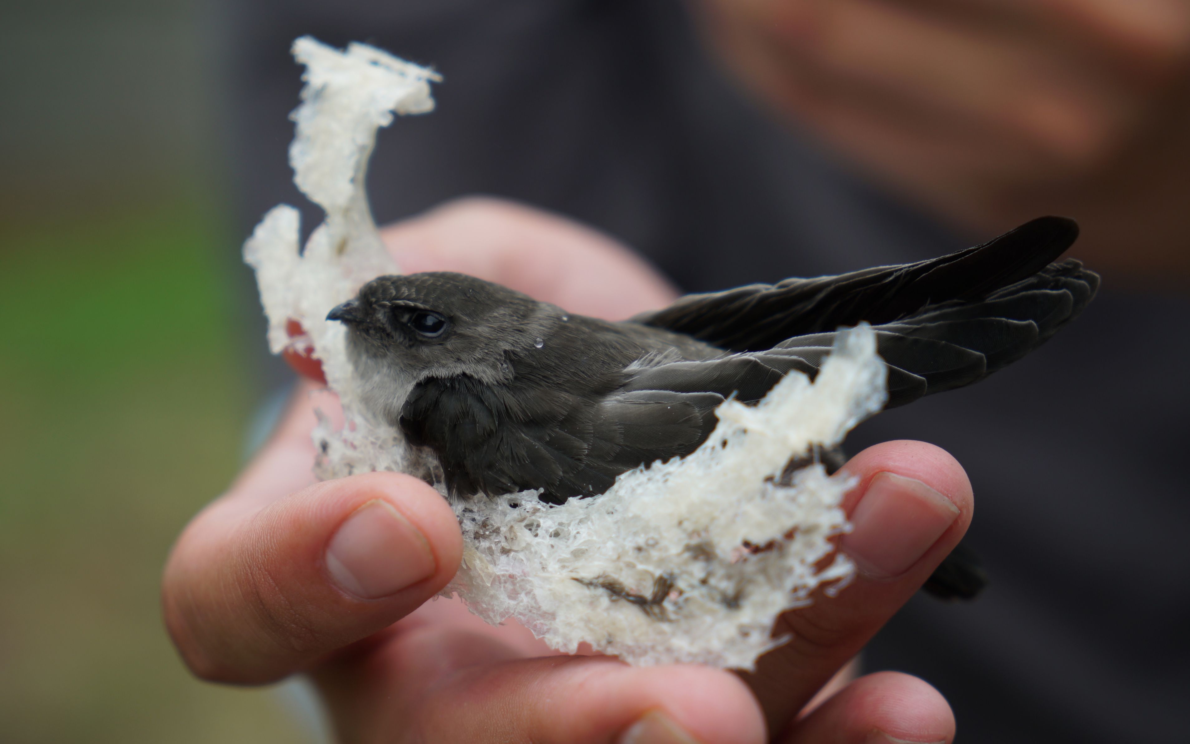 【世界厨房】第97集:顶级食材燕窝究竟从何而来,光哥为你揭秘背后故事