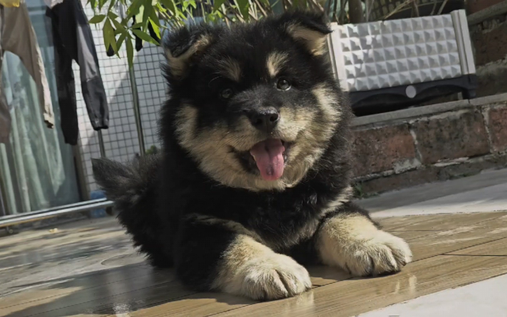 可爱四眼铁包银土松,各方面都很好!简直就是圆碌碌翻版.