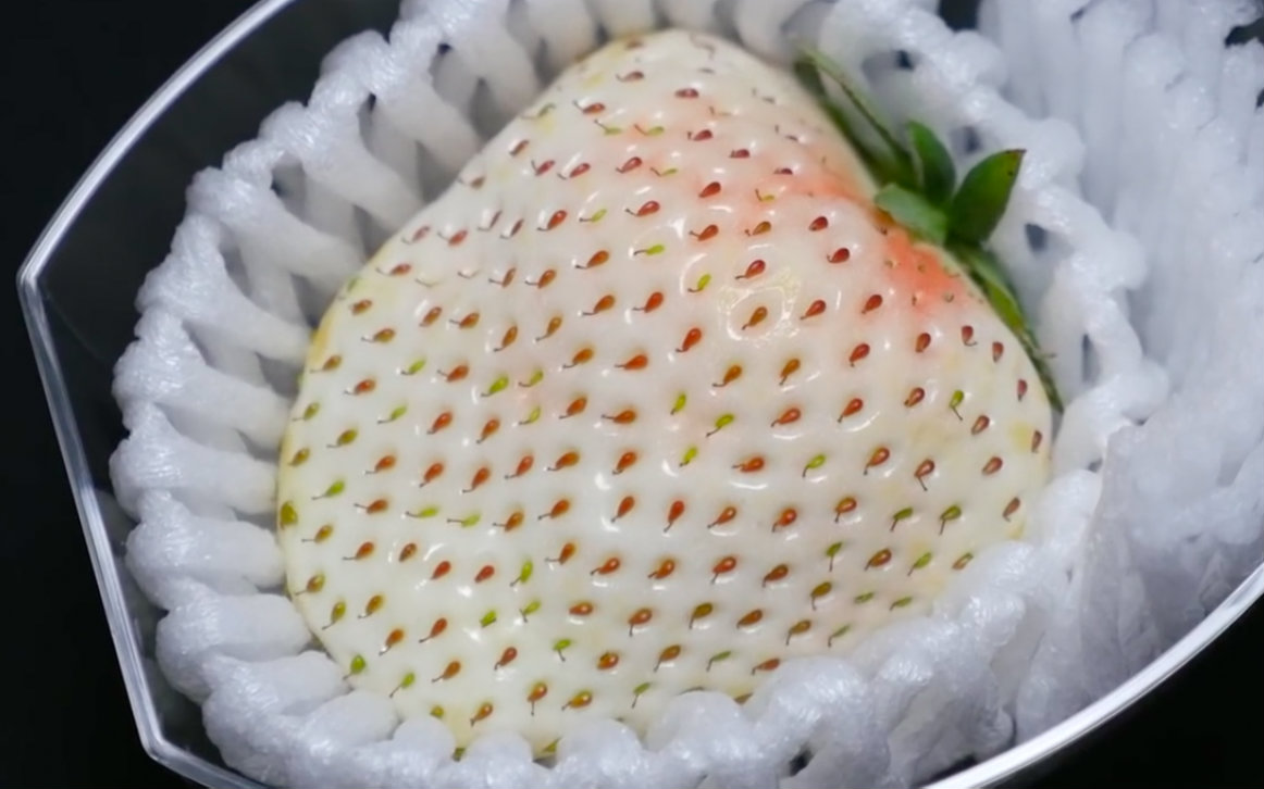 [日本限定|小哥带你尝白宝石草莓]