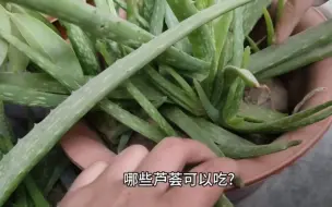 Download Video: 芦荟可以吃吗？中华芦荟是个宝，即可食用又可做面膜，种上几盆，随用随采