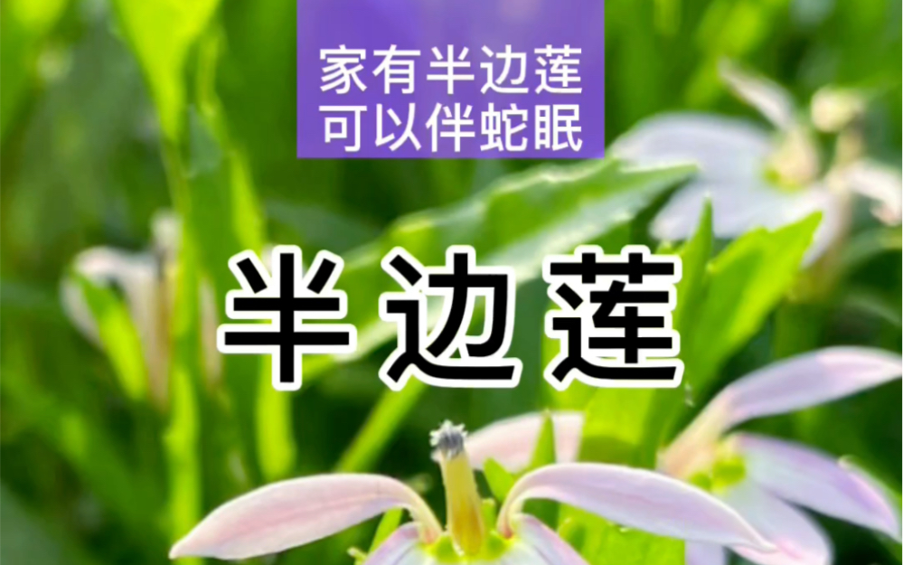 半边莲,小花形似小莲花,又仅有半边,特别好认,谚语“家有半边莲,可以伴蛇眠”可见它的用处还是比较多的.哔哩哔哩bilibili