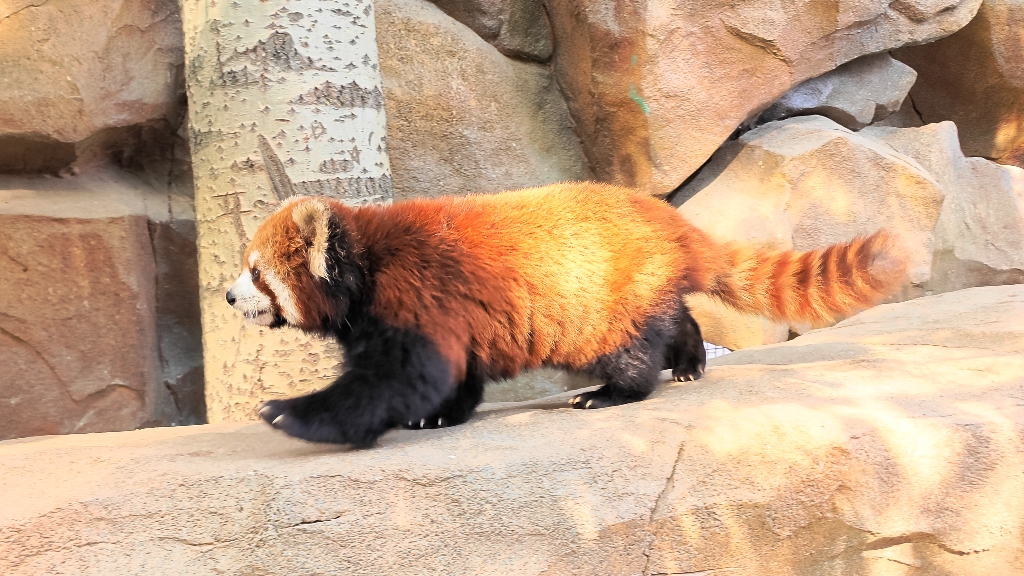 北京野生动物园 小熊猫