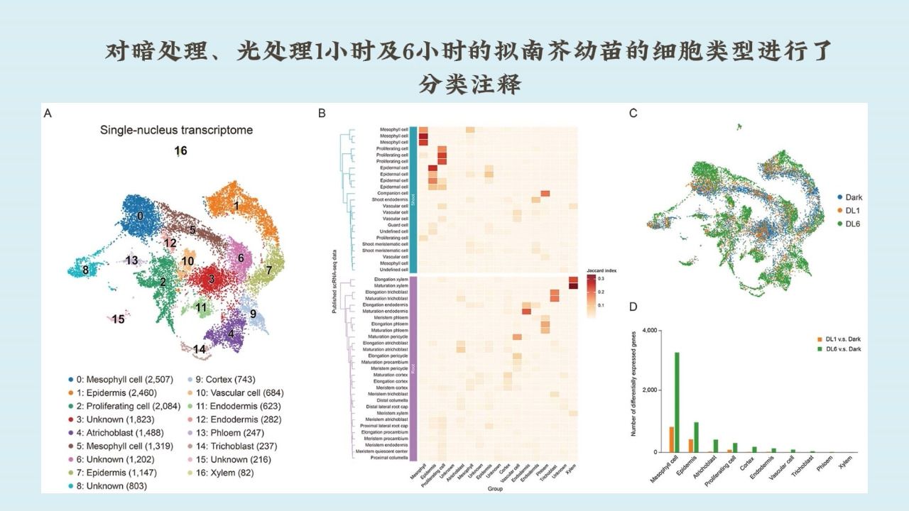 中国科学院遗传发育所曹晓风研究组合作发现转录后剪接特异性调控叶肉细胞光响应及光形态建成哔哩哔哩bilibili